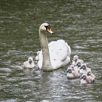 After birth, baby swan: Aarau Philosophenweg