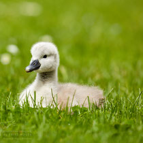 Swan breeding time: Aarau Philosophenweg
