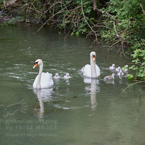 After birth, baby swan: Aarau Philosophenweg