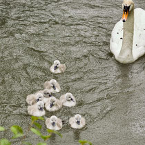 After birth, baby swan: Aarau Philosophenweg