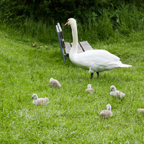 After birth, baby swan: Aarau Philosophenweg