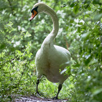 After birth, baby swan: Aarau Philosophenweg
