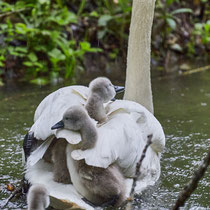 After birth, baby swan: Aarau Philosophenweg