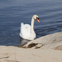 Swan breeding time: Aarau Philosophenweg