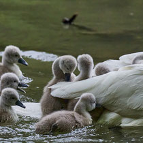 After birth, baby swan: Aarau Philosophenweg