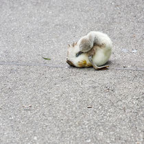 After birth, baby swan: Aarau Philosophenweg
