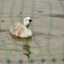 After birth, baby swan: Aarau Philosophenweg