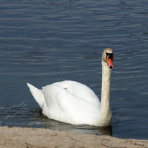 Swan breeding time: Aarau Philosophenweg
