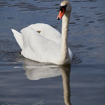 Swan breeding time: Aarau Philosophenweg