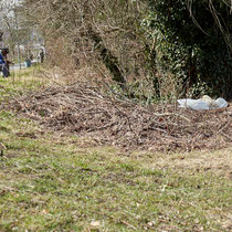 Swan breeding time: Aarau Philosophenweg