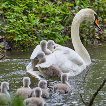 After birth, baby swan: Aarau Philosophenweg