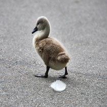 After birth, baby swan: Aarau Philosophenweg