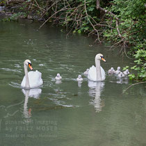 After birth, baby swan: Aarau Philosophenweg