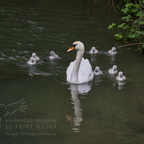 After birth, baby swan: Aarau Philosophenweg