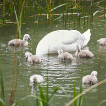 After birth, baby swan: Aarau Philosophenweg