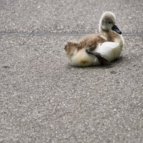 After birth, baby swan: Aarau Philosophenweg