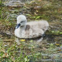 After birth, baby swan: Aarau Philosophenweg
