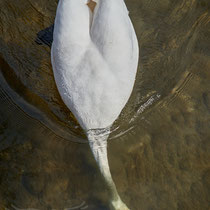 Swan breeding time: Aarau Philosophenweg