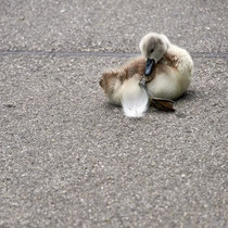 After birth, baby swan: Aarau Philosophenweg