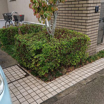 施工前：植栽がありました