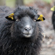 Not sure if I consider these earrings stylish.