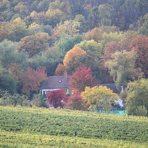 Herbstliche Farbenpracht im Wald unterhalb der Rietburg (Pfalz)