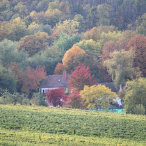 Herbstliche Farbenpracht im Wald unterhalb der Rietburg (Pfalz)