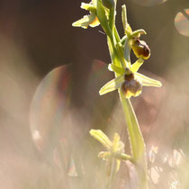 Ophrys araneola (Lapanouse de Cernon)