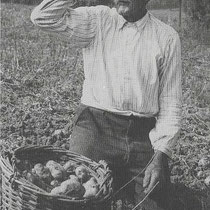 Albert America in 1953 bij het aardappel rooien