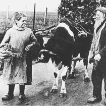 Lei Kleintjens met zijn oudste dochter Neske,  Arme boeren hadden geen paard of os, en spanden hun melkkoe voor de kar Hij was overigens de enige boer in Hunnecum die een koe als trekdier had.”