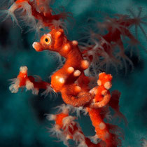Pygmy Seahorse - Zwerg-Seepferdchen - Hippocampus bargibanti