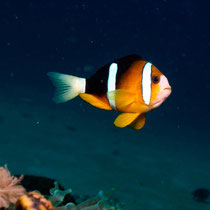 Yellowtail Clownfish - Clarks Anemonenfisch -  Amphiprion clarkii