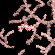 Pygmy Seahorse - Zwerg-Seepferdchen - Hippocampus bargibantii