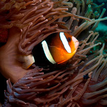 Yellowtail Clownfish - Clarks Anemonenfisch -  Amphiprion clarkii