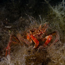 Maja squinado - Große Seespinne