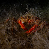 Maja squinado - Große Seespinne