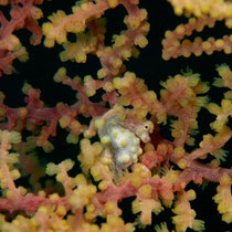 Pygmy Seahorse - Zwerg-Seepferdchen - Hippocampus bargibanti