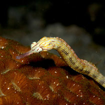 Messmate Pipefish - Gelbgebänderte Seenadel  - Corythoichthys haematopterus