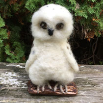 Snowy Owl