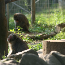 Macachi Giapponesi