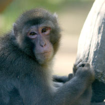 Macachi Giapponesi