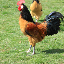 Vorwerkhahn (bst)