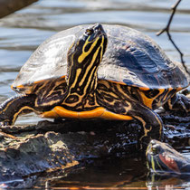 Schildkröte, Ohlsdorfer Friedhof - Foto: Adolf Dobslaff