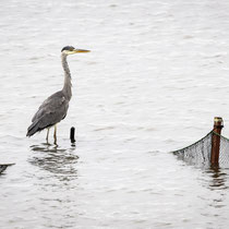 Reiher - Foto: Holger Tobuschat