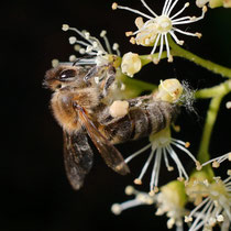 Biene bei der Arbeit - Foto: Uta Svensson