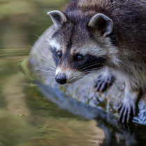 Waschbär - Foto: Holger Tobuschat