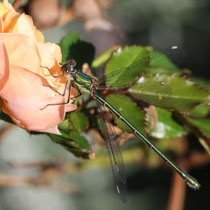 Hufeisen-Azurjungferweibchen - Foto: Uta Svensson