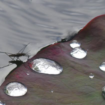 Durstiger Wasserläufer, Arboretum - Foto: Gesine Schwerdtfeger