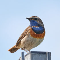 Blaukehlchen, Vogelstation Wedeler Marsch - Foto: Pertti Raunto