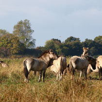 Koniks Wildpfered, Geltinger Birk - Foto: Ma´rion Breese